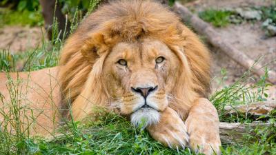 Lion big cat cute 4k wallpaper