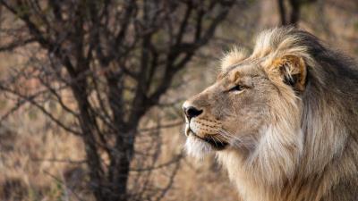 Lion big cat king of beasts 4k wallpaper