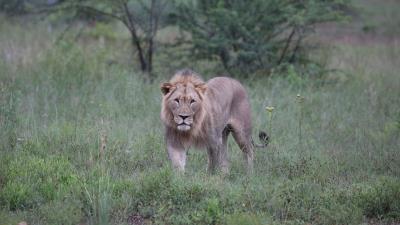 Lion big cat predator image 4k wallpaper