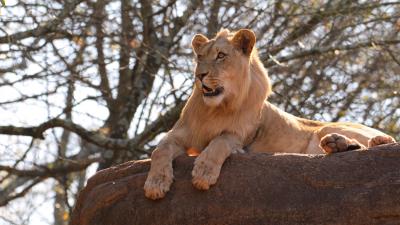 Lion big cat rock 4k wallpaper