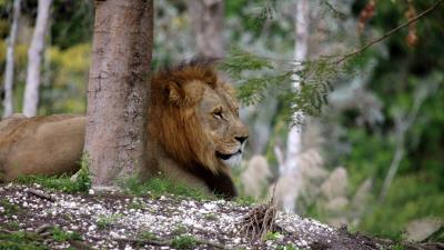 Lion big cat tree 4k wallpaper