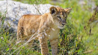 Lion cub cub glance image 4k wallpaper