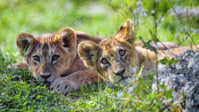 Lion cub cub glance pc 4k wallpaper