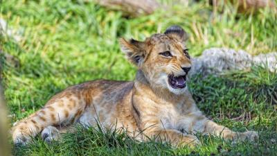 Lion cub cub glance photo 4k wallpaper