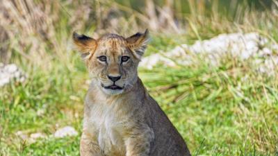 Lion cub cub glance pic 4k wallpaper
