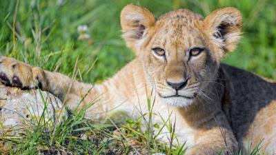 Lion cub cub glance picture 4k wallpaper