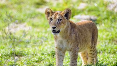 Lion cub cub glance 4k wallpaper