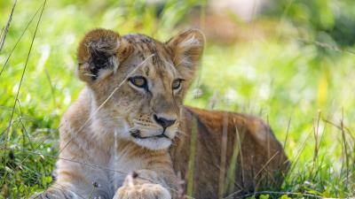 Lion cub cub grass photo 4k wallpaper