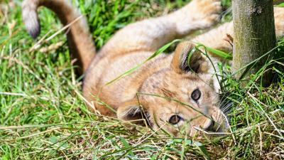 Lion cub cute 4k wallpaper