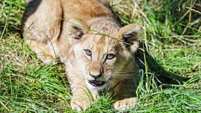Lion cub glance image 4k wallpaper