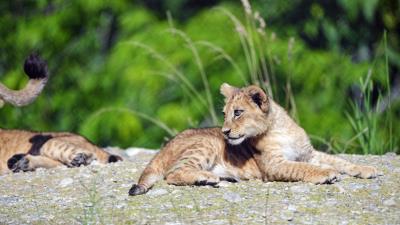 Lion cub glance picture 4k wallpaper