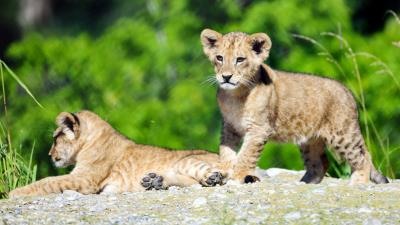 Lion cub lion cub 4k wallpaper