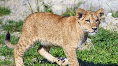 Lion cub lion predator 4k wallpaper