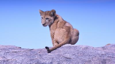 Lion cub predator rock 4k wallpaper