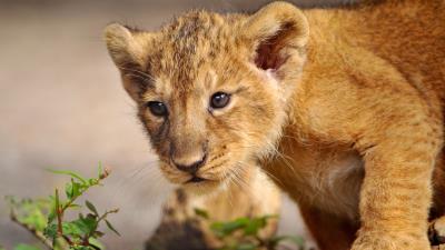 Lion cub walk curiosity predator 4k wallpaper