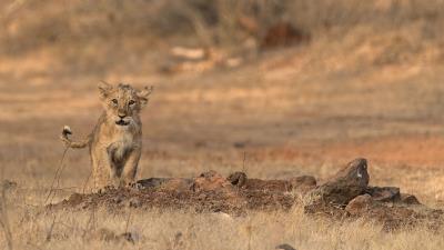 Lion cub wildlife 4k wallpaper
