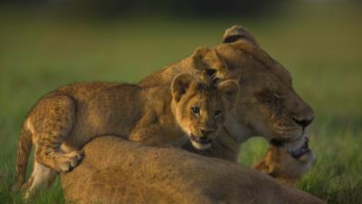 Lion face calves cubs 4k wallpaper