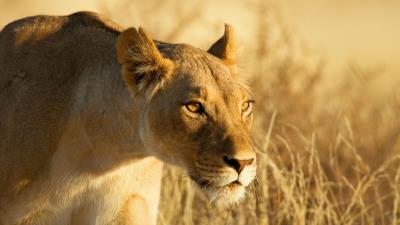 Lion face lioness grass 4k wallpaper