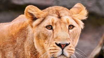 Lion face predator big cat 4k wallpaper