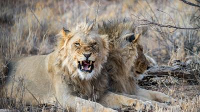 Lion fangs big cat 4k wallpaper