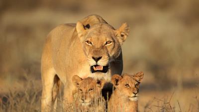 Lion female lion cubs family africa predators 4k wallpaper