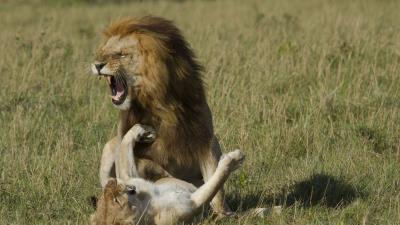 Lion lioness affection love predators 4k wallpaper