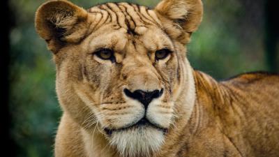 Lion lioness look predator 4k wallpaper