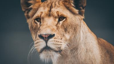 Lion lioness muzzle 4k wallpaper