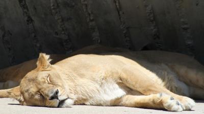 Lion lioness predator sleeping 4k wallpaper