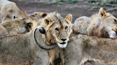 Lion lions predators muzzle 4k wallpaper