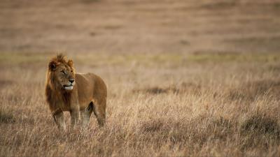 Lion mane big cat 4k wallpaper