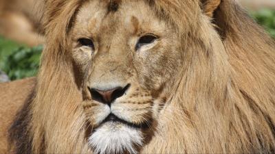 Lion mane predator big cat 4k wallpaper