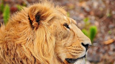 Lion muzzle mane profil 4k wallpaper