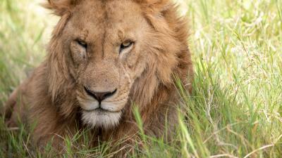 Lion muzzle predator 4k wallpaper