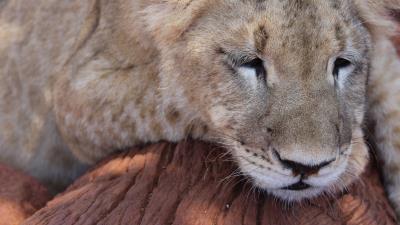 Lion muzzle sleep predator big cat 4k wallpaper