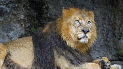 Lion predator animal 4k wallpaper