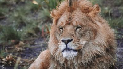 Lion predator big cat photo 4k wallpaper