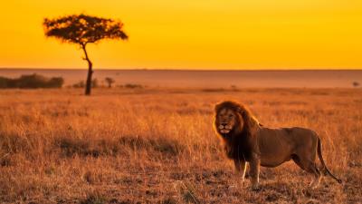 Lion predator big cat picture 4k wallpaper
