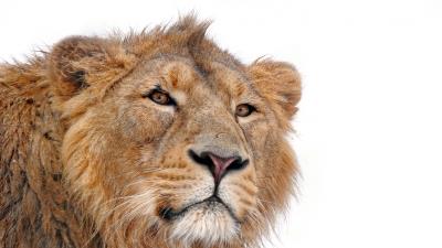 Lion predator face eyes 4k wallpaper