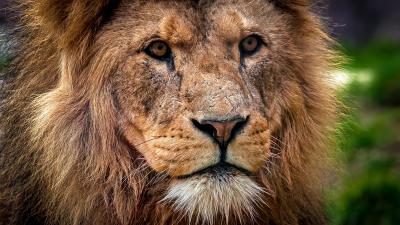 Lion predator muzzle close up king of beasts 4k wallpaper