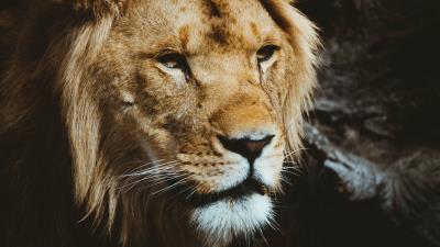 Lion predator muzzle look 4k wallpaper