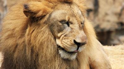 Lion predator muzzle mane 4k wallpaper