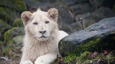 Lion rocks moss sit predato 4k wallpaper