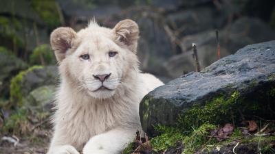 Lion rocks moss sit predator 4k wallpaper