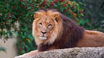 Lion stone lie mane king of beasts predator 4k wallpaper