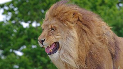 Lion teeth predator big cat king of beasts 4k wallpaper