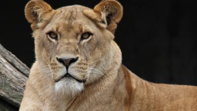 Lion young look 4k wallpaper