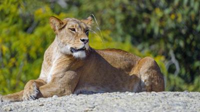 Lioness big cat glance image 4k wallpaper