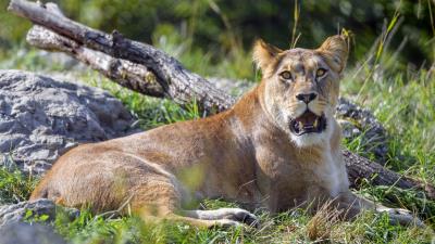 Lioness big cat glance picture 4k wallpaper