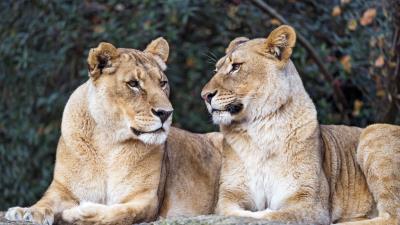 Lioness big cat predator image 4k wallpaper